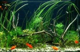 2015-05-15 20_31_55-Аквариум с рыбками - Bing Изображения