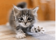 2015-05-20 14_47_40-котенка - Bing Изображения