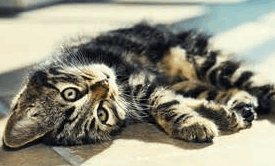 2015-05-20 20_42_28-котёнк - Bing Изображения