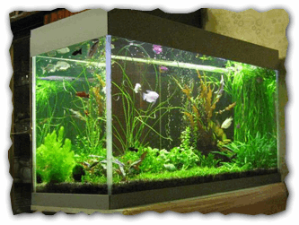 2015-05-30 12_41_58-аквариум с красивыми рыбками